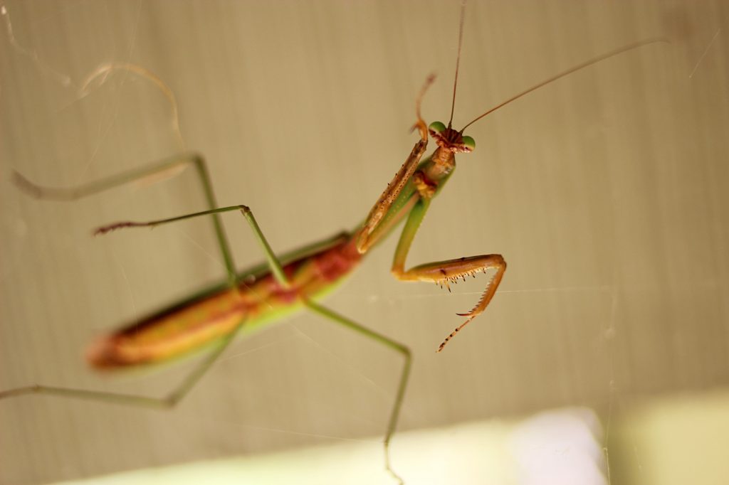 WordPress Cache Crawler